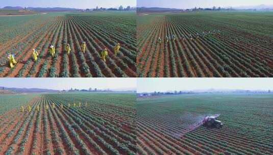 土豆种植人工喷药机械化喷洒农药合集高清在线视频素材下载
