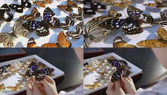 蝴蝶标本高清在线视频素材下载