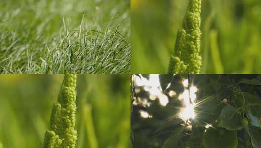 春夏天植物树叶逆光星芒草丛随风高清在线视频素材下载