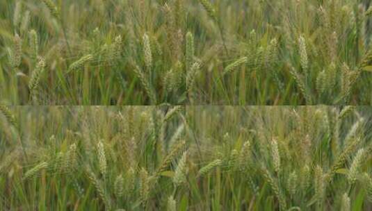 【精品】青稞小麦稻田农田粮食农作物特写高清在线视频素材下载