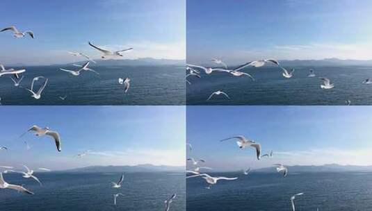 海鸥在海面上慢动作飞行高清在线视频素材下载