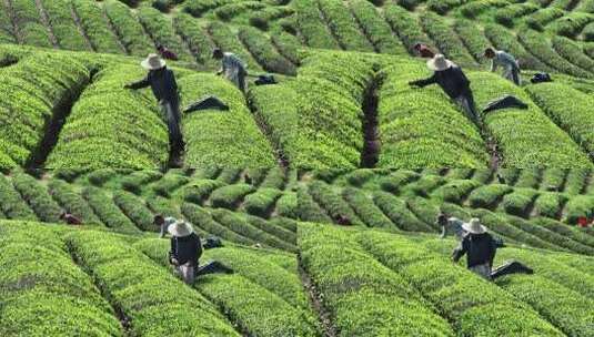 茶农在茶厂茶园采茶高清在线视频素材下载
