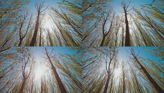 阳光下的树木北方林场春季高清在线视频素材下载
