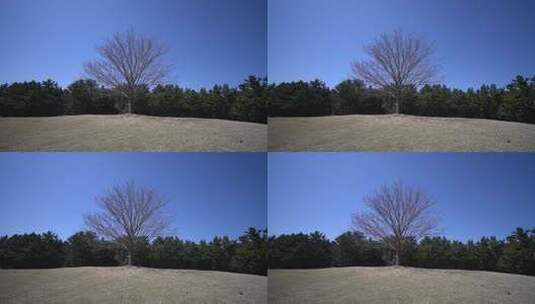 草坪上的一棵树高清在线视频素材下载