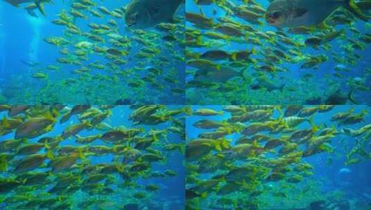鱼群 海洋馆 水族馆 海底世界高清在线视频素材下载