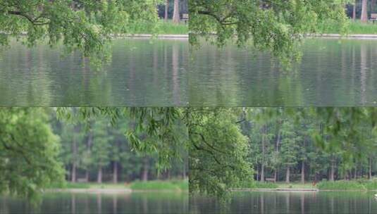 生态景观湿地唯美环境休闲绿地高清在线视频素材下载