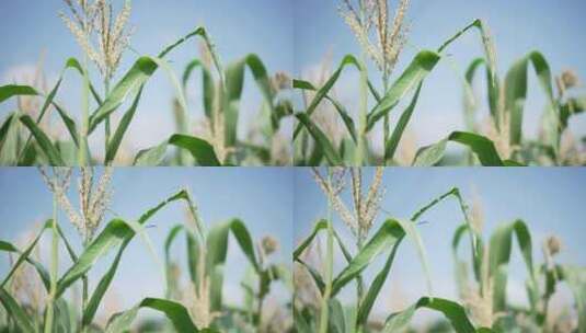 玉米地农作物高清在线视频素材下载