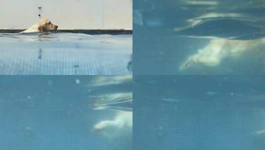 宠物狗狗在游泳池游泳高清在线视频素材下载
