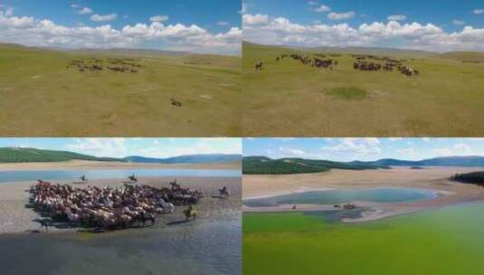 草原上奔跑的马群、羊群高清在线视频素材下载