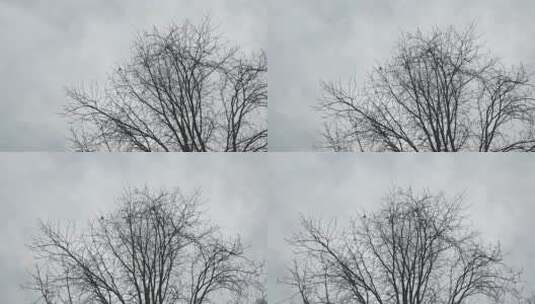 天空下冬天的树枝高清在线视频素材下载