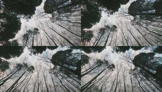 天空下的树林高清在线视频素材下载