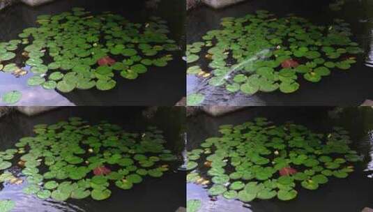 大片睡莲叶莲叶池塘高清在线视频素材下载