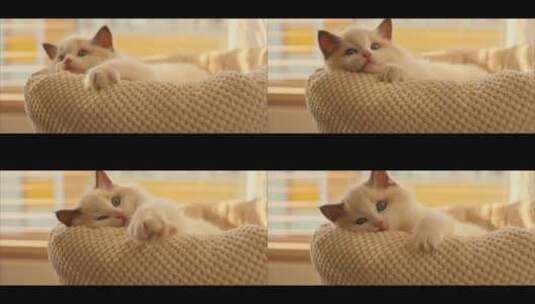 午后躺着猫窝里的可爱猫布偶猫特写高清在线视频素材下载
