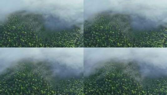 晨雾缭绕的绿色山林高清在线视频素材下载
