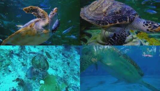【合集】海底世界海龟游泳生活高清视频高清在线视频素材下载