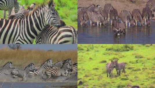 斑马一群非洲斑马喝水吃草视频高清在线视频素材下载