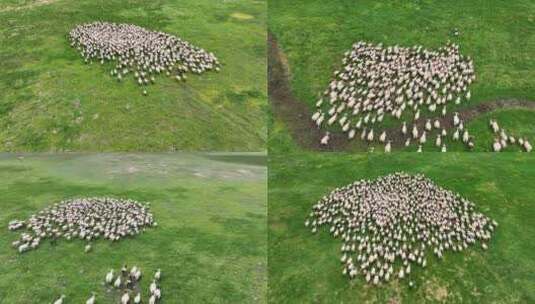 草原羊群吃草奔跑跨越河沟高清在线视频素材下载
