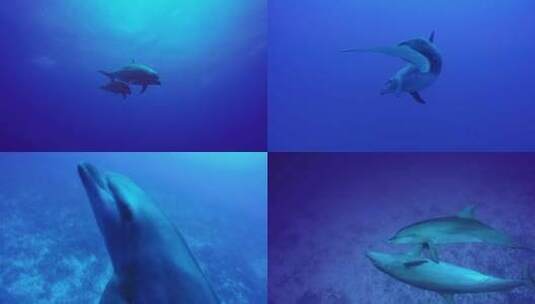 海洋动物海豚高清在线视频素材下载