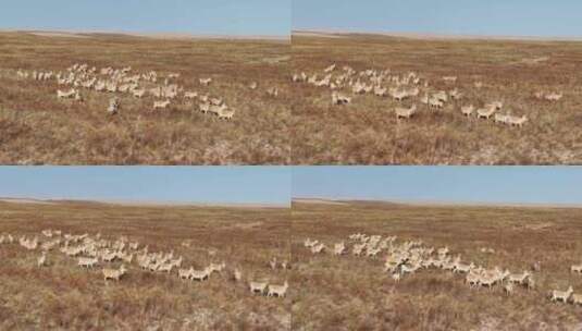 4k60帧 黄羊 蒙古原羚高清在线视频素材下载