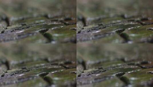 青石砖 苔藓 细雨 2高清在线视频素材下载
