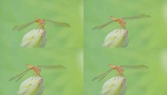 清晨蜻蜓立在含苞待放的荷花上高清在线视频素材下载