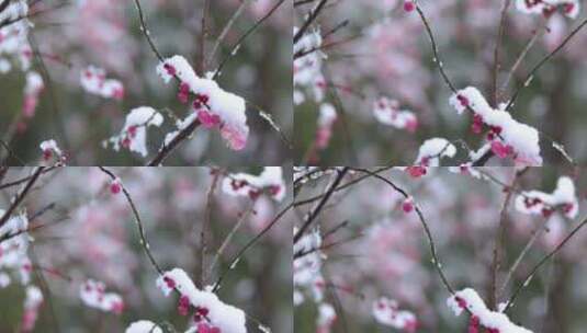 冬季下雪红梅花盛开红梅傲雪高清在线视频素材下载