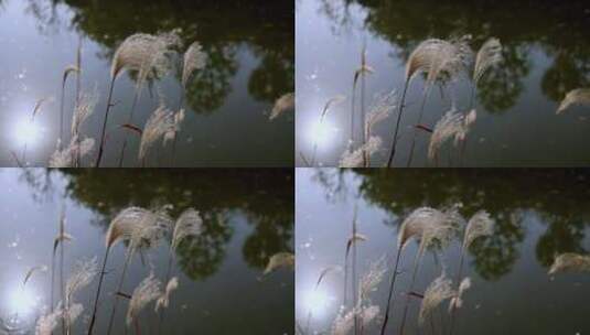 河边的芦苇芦花随风摇摆4k升格慢镜头高清在线视频素材下载