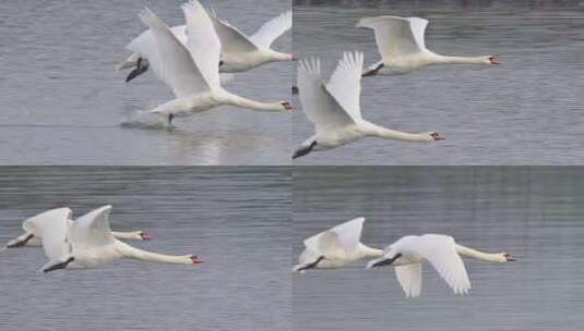水面湖面河面上飞翔的天鹅大白鹅风行高清在线视频素材下载