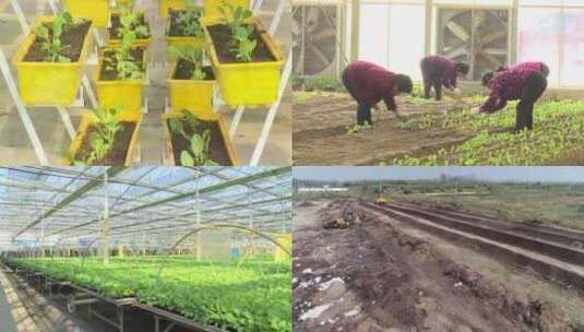 农业种植 养殖 大棚蔬菜高清在线视频素材下载