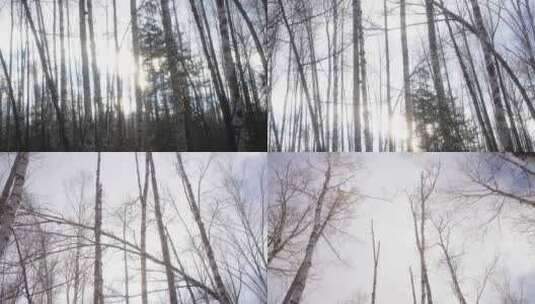 冬天长白山森林高清在线视频素材下载