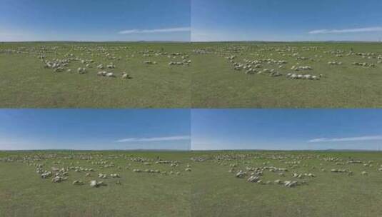 航拍呼伦贝尔草原风光羊群1112高清在线视频素材下载