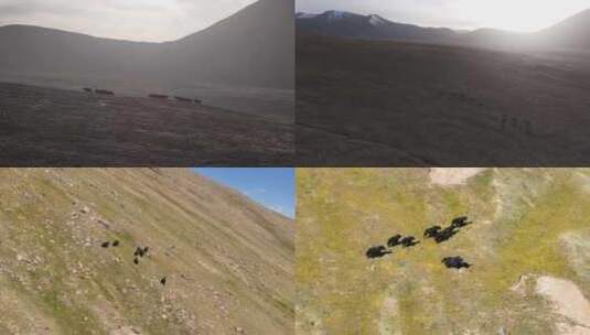 航拍青海高原上成群的牦牛高清在线视频素材下载