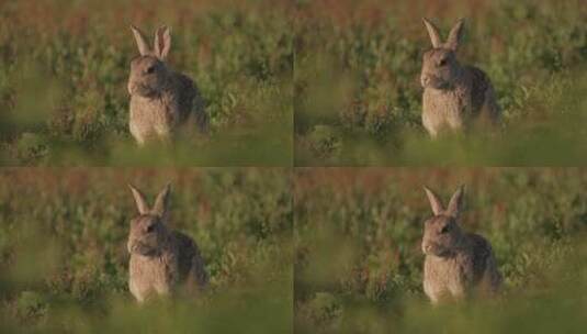 草地上的野兔高清在线视频素材下载