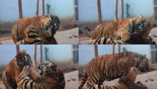 南京珍珠泉动物园小老虎打架嬉闹高清在线视频素材下载