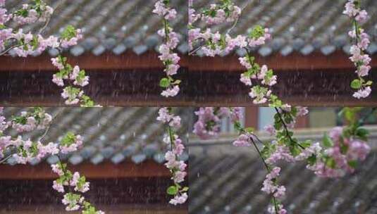 雨水 惊蛰 春天 雨季 春雨 立春高清在线视频素材下载