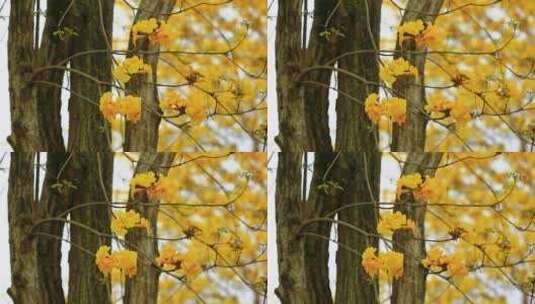 微风中的黄花风铃木花朵盛开实拍高清在线视频素材下载