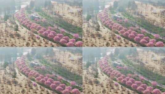上海 春天 樱花 樱花雪 辰山植物园樱花高清在线视频素材下载