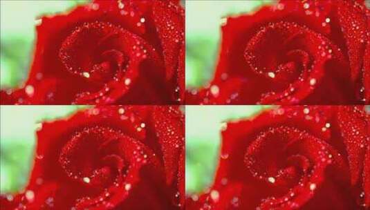 玫瑰花 雨水高清在线视频素材下载