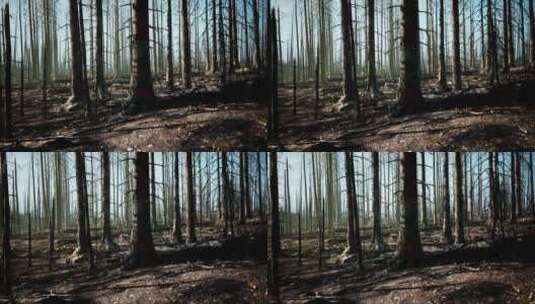 充满了许多高大树木的森林高清在线视频素材下载