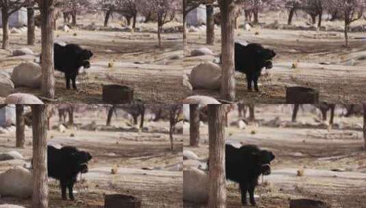 清晨农场里的高原黑色小牦牛高清在线视频素材下载