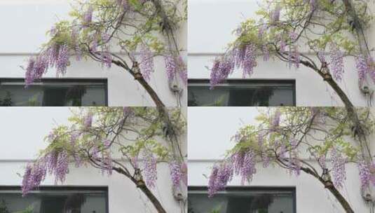 春天小院美丽紫藤花开高清在线视频素材下载