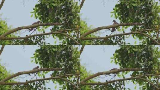 鸟鸟儿小鸟鸟类从树上飞走高清在线视频素材下载