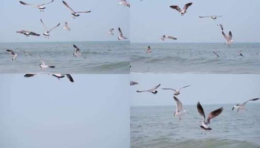 海面海浪上飞翔的海鸥高清在线视频素材下载