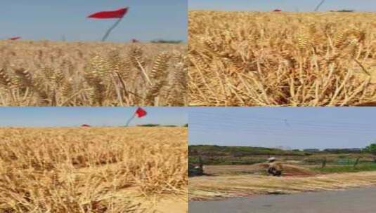 农业生产麦田收割高清在线视频素材下载