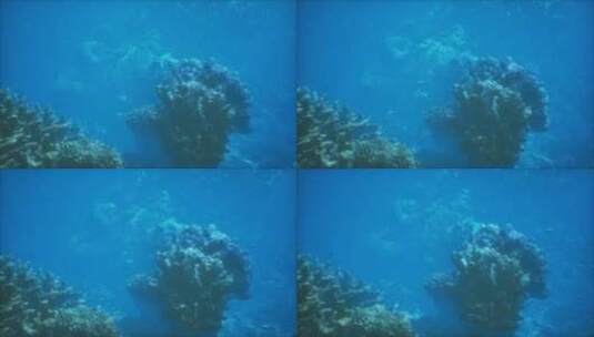 海洋中珊瑚礁的水下景观高清在线视频素材下载