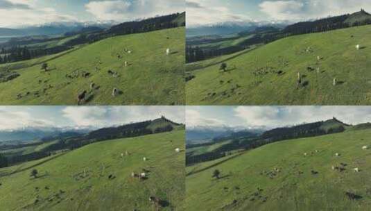 新疆阿勒泰草原牛羊航拍高清在线视频素材下载