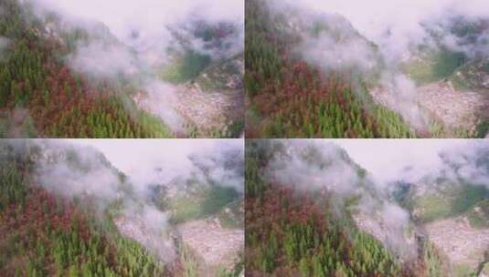 祁连山国家公园雾凇高清在线视频素材下载