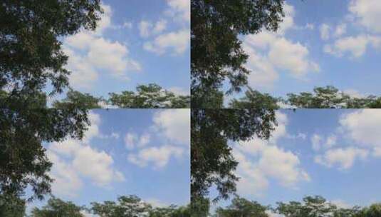 绿色植物 纯净的蓝天白云背景 空镜高清在线视频素材下载