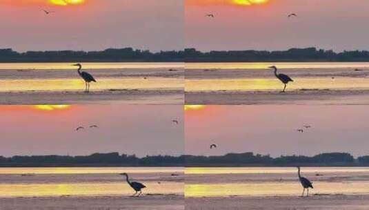 夕阳下水面上的鸟高清在线视频素材下载