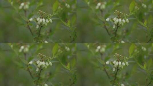 绿色植物特写镜头高清在线视频素材下载